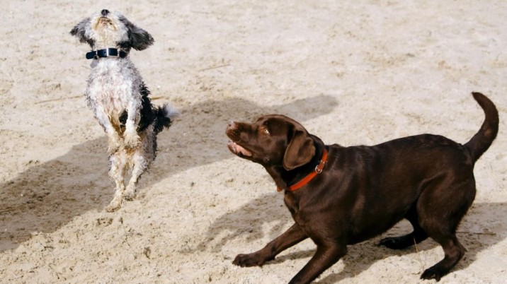 La presenza di cani in casa condiziona la qualità dell'aria