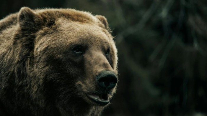 Ossa di un ragazzo raccontano aggressione mortale di un orso di 27.000 anni fa