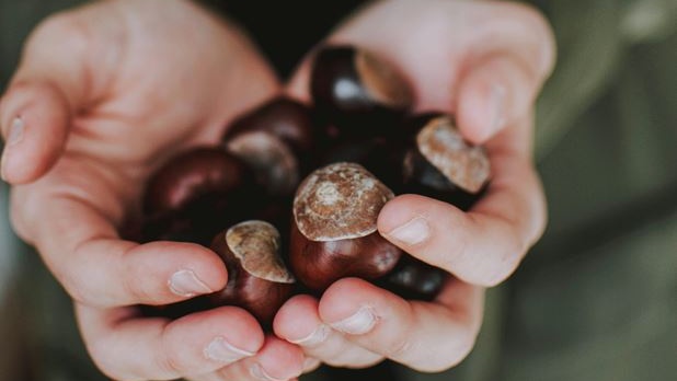 Il 2025 è l’anno delle castagne: raccolto record e prezzi in discesa