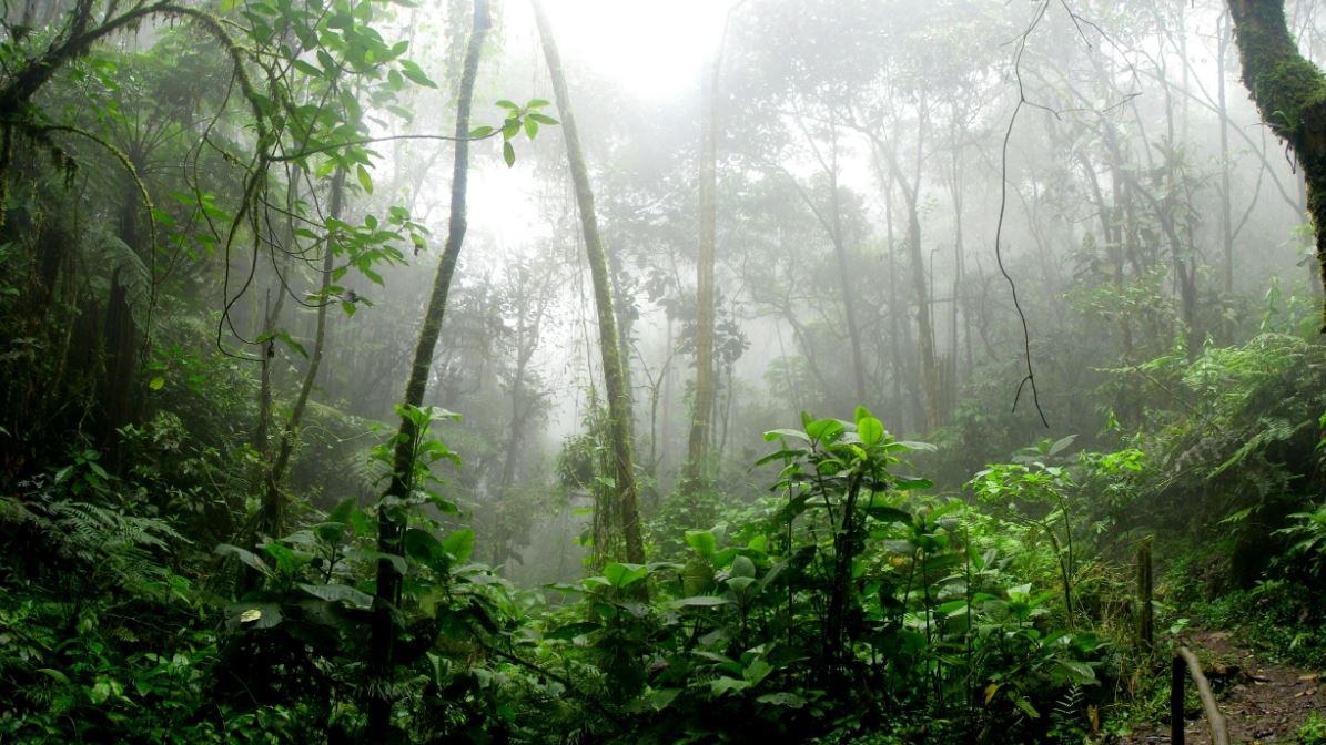 Salvare l’Amazzonia: tra emergenza e speranza