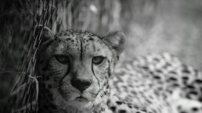 I ghepardi mummificati delle grotte saudite riscrivono la storia di una specie scomparsa