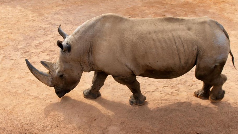 Oggi è la giornata mondiale del rinoceronte