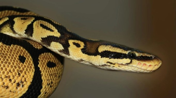 Ogni anno il morso dei serpenti uccide decine di migliaia di persone, emergenza in India