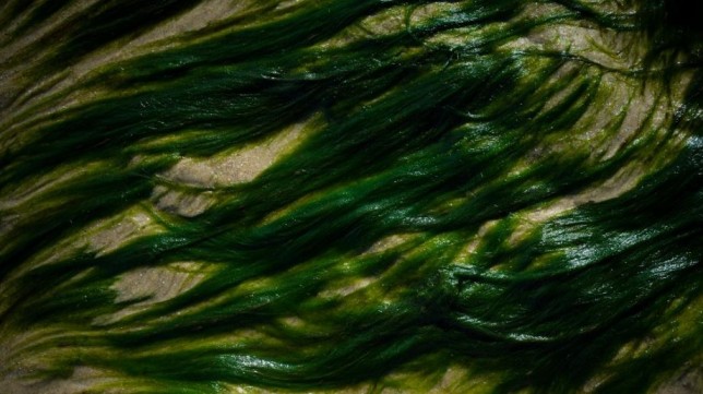 Alghe fuori controllo: cosa ci dicono sull’inquinamento dei mari