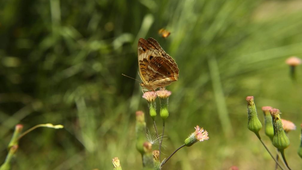 RiViVe, il laboratorio che unisce scienza e società per salvare la biodiversità