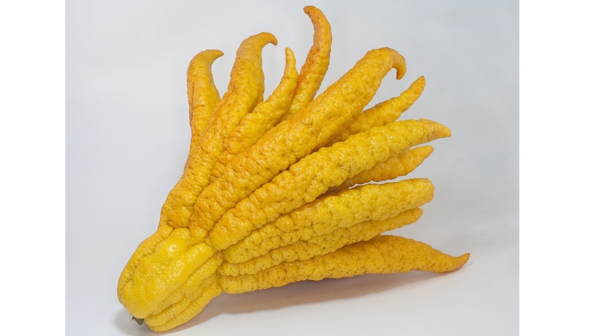 La magia degli agrumi rari, in Spagna fiorisce il giardino delle meraviglie