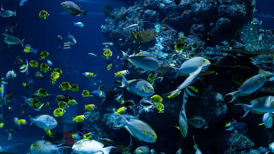 Ambiente: le specie protette introdotte illegalmente sono una minaccia per gli ecosistemi