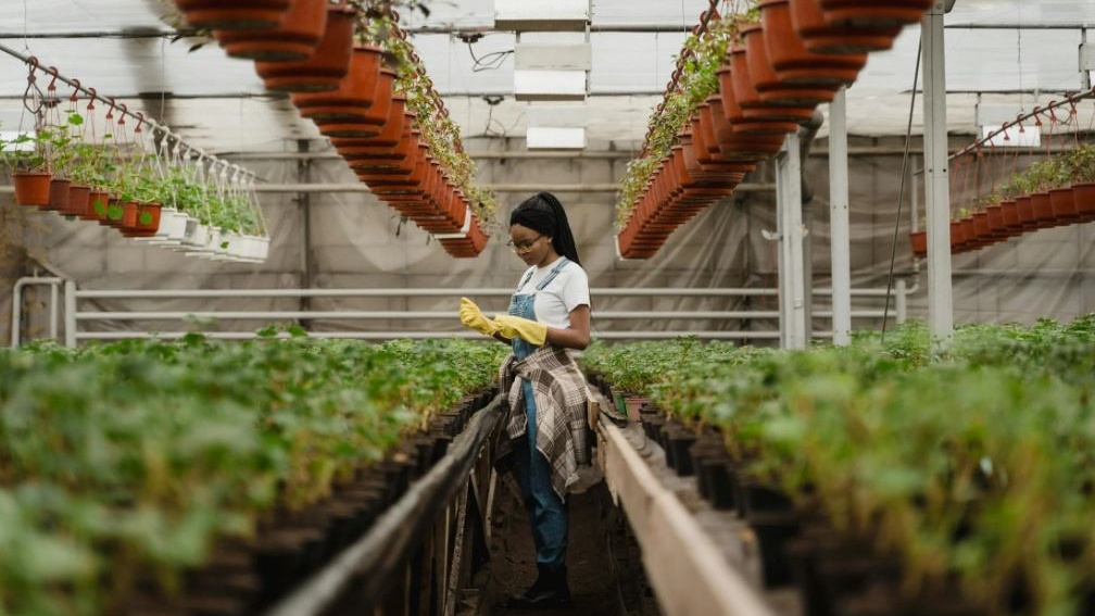 Il Regno Unito guarda alle fattorie verticali per garantirsi il futuro alimentare, con qualche ''ma''
