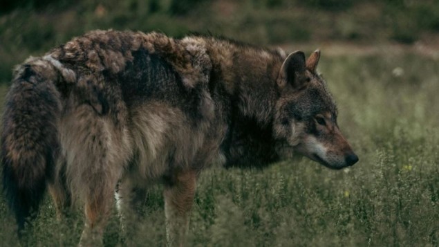 Il grande ritorno del lupo, dove vive oggi e quanti sono davvero