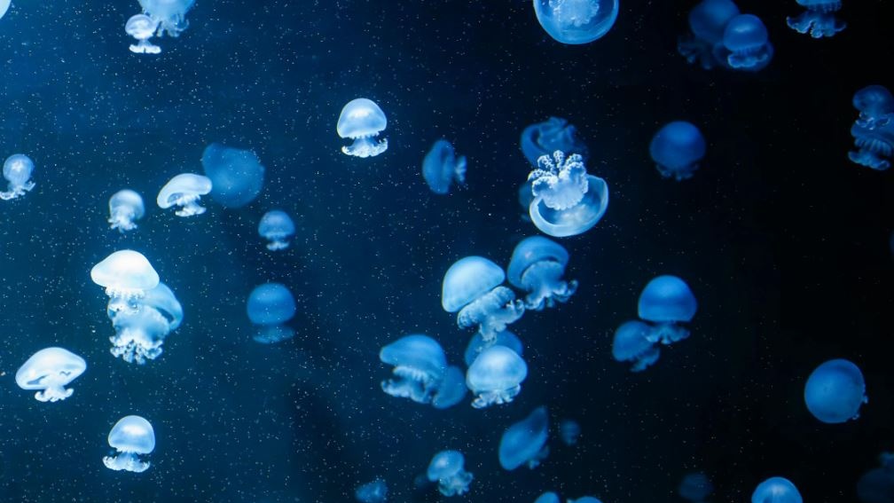World Jellyfish Day: le meraviglie delle meduse