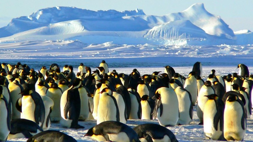 Quel che non t'aspetti: i pinguini accusati di inquinare l'Antartide