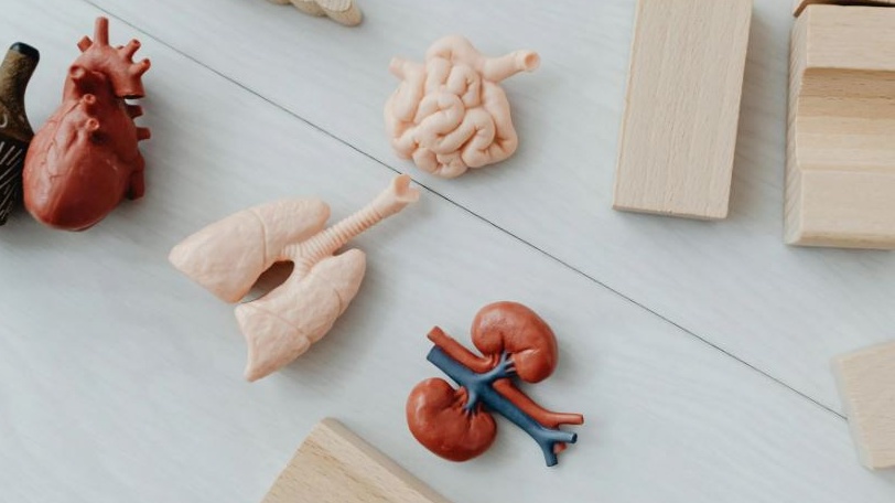 Usa: la Fda dà via libera alla sperimentazione per impiantare sull'uomo reni di maiale