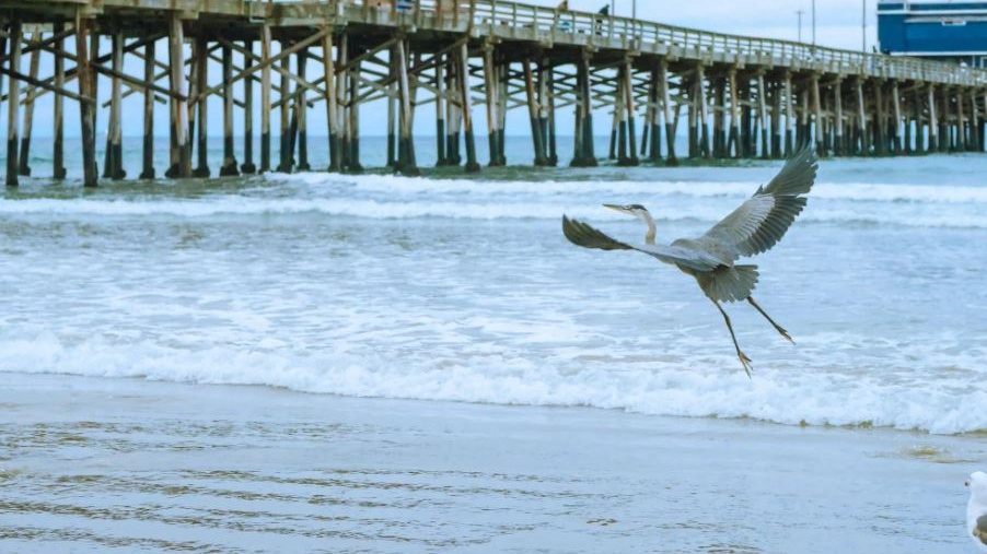 Meraviglia in volo: perché amiamo gli uccelli migratori