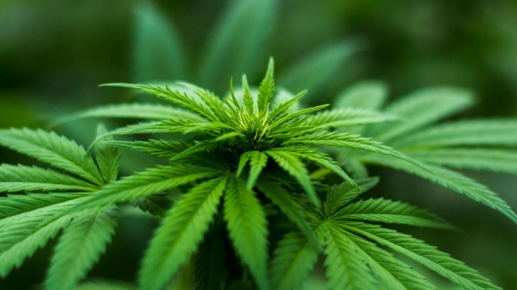 Liscia, gassata o alla cannabis? Gli americani pazzi per le bevande alla marijuana