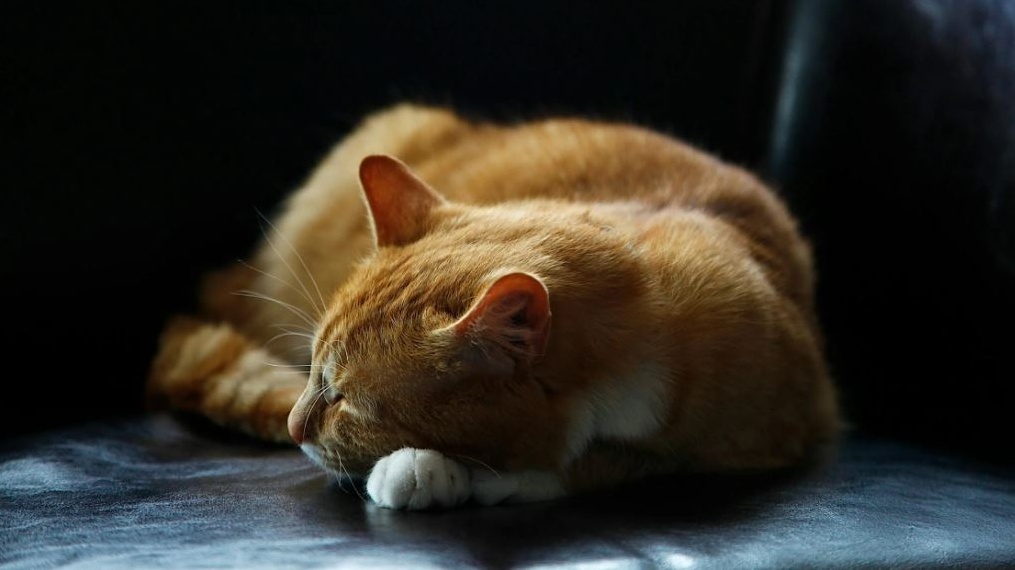 Alzheimer: i gatti sviluppano la demenza come gli esseri umani