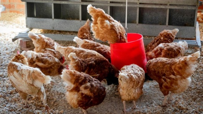 Allerta aviaria globale, l’Arabia Saudita chiude le frontiere a pollame e uova da 40 Paesi