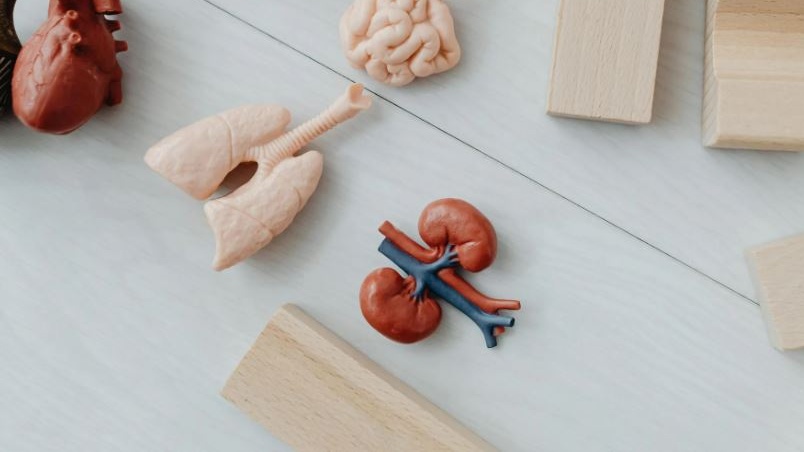 La Spagna si conferma il Paese con il più alto numero di donatori di organi