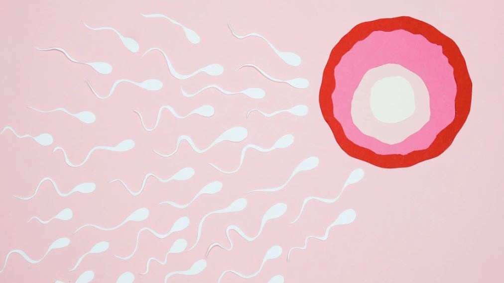Capire la formazione del DNA dentro un spermatozoo può combattere l'infertilità maschile