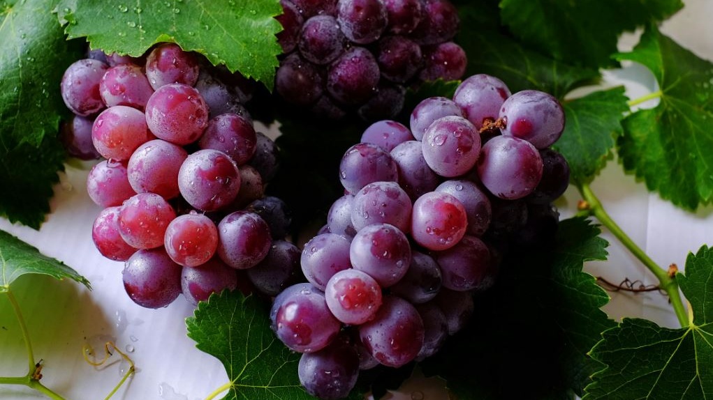 L'uva fresca inaspettato veicolo di benefici per cuore, cervello, pelle e intestino