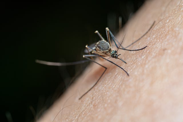 Malaria, scoperto gene protettivo