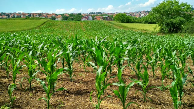 Agricoltura di precisione e Intelligenza Artificiale: investimenti e sfide