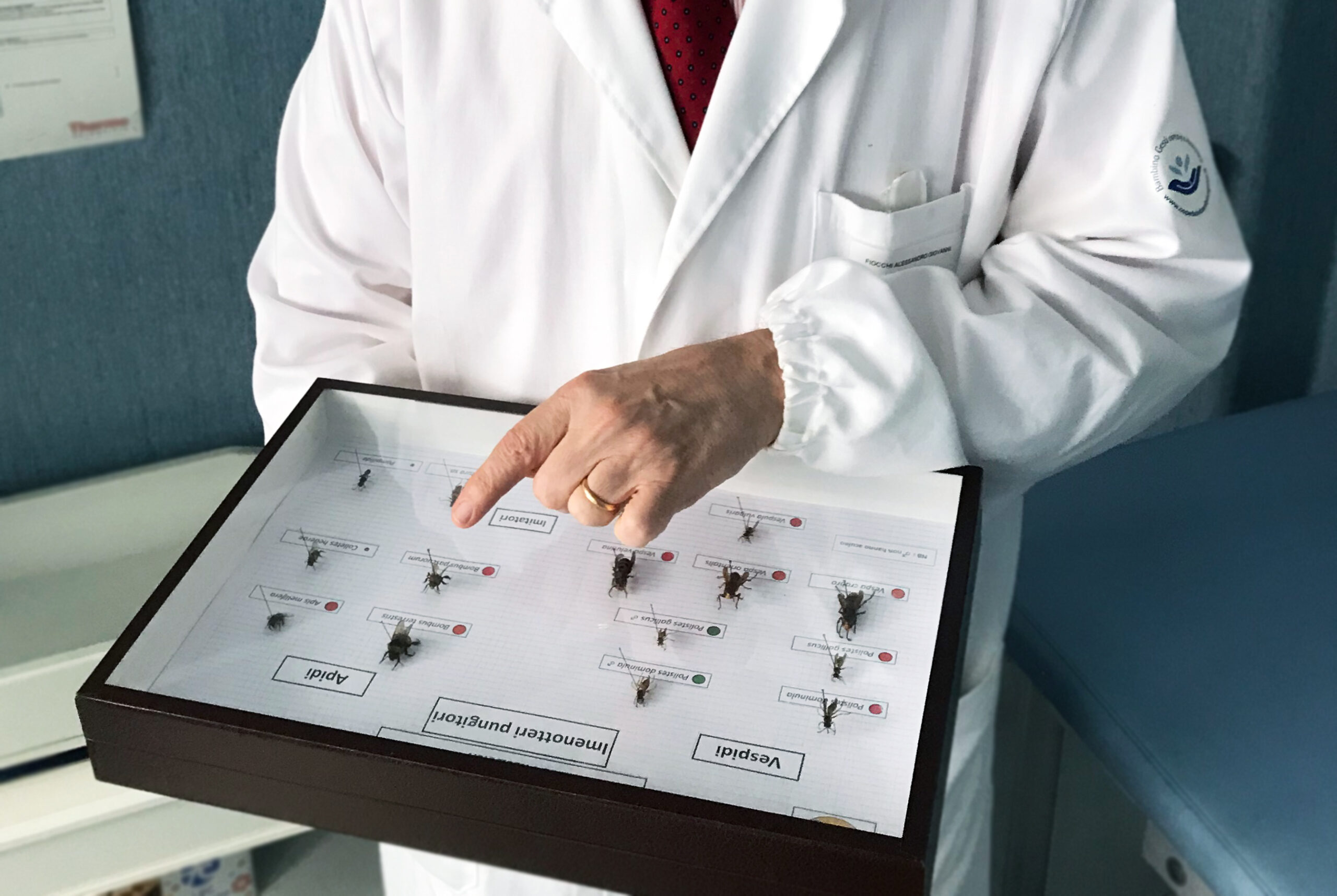 VESPA ORIENTALIS. DAL BAMBINO GESÙ ARRIVA L'IMMUNOTERAPIA ANTI SHOCK ANAFILATTICO￼