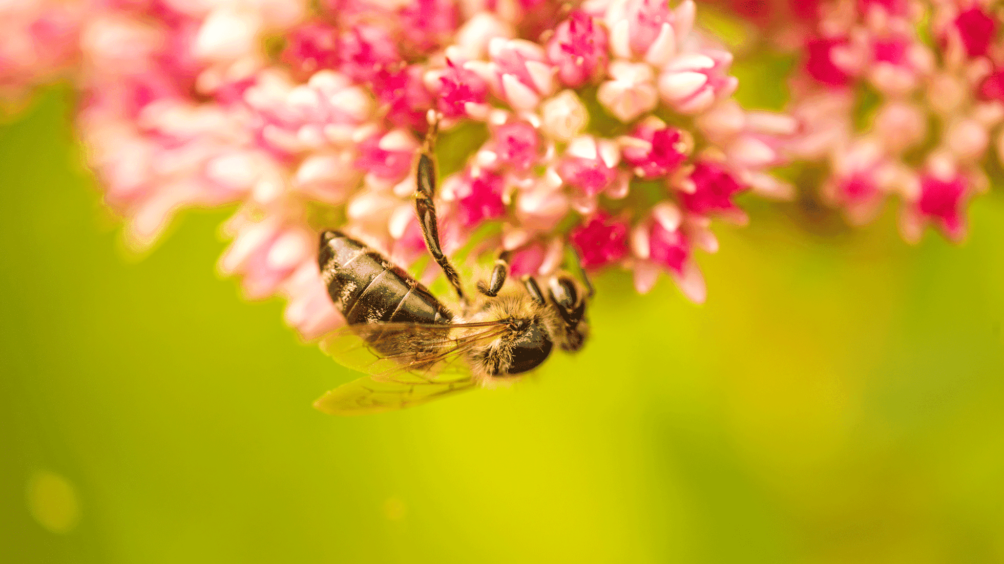 650 ALBERI DA NETTARE PER LE API ADOTTATI DAL BAMBINO GESÙ