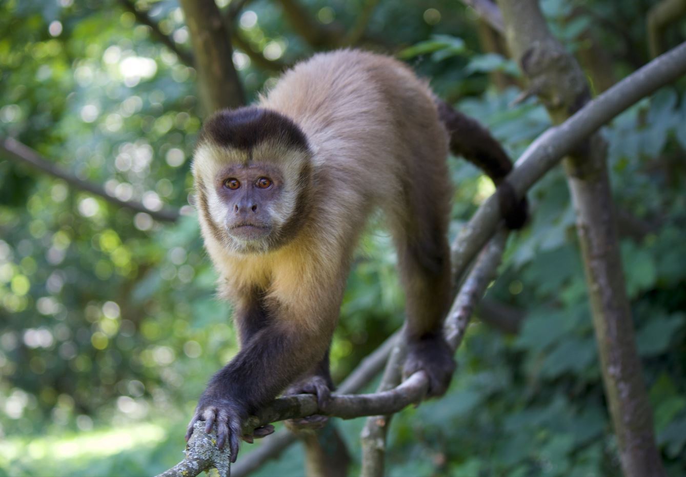 LE EMOZIONI INFLUENZANO LE DECISIONI ANCHE NEGLI ANIMALI