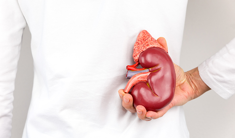 Dal 2002 al 2022 45.066 pazienti in lista d’attesa per trapianto di rene