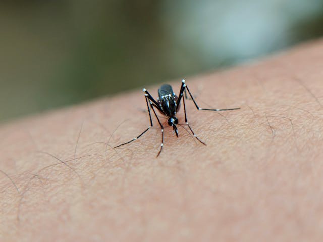 Malaria: da Harvard arrivano i farmaci sulle zanzariere