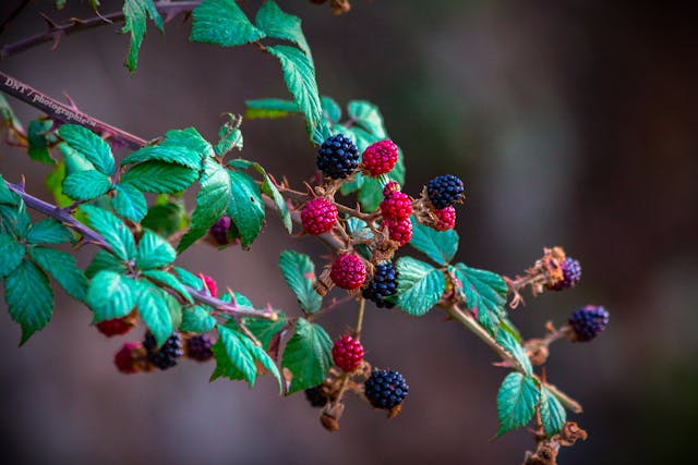I flavonoidi allungano la vita: lo dice la scienza