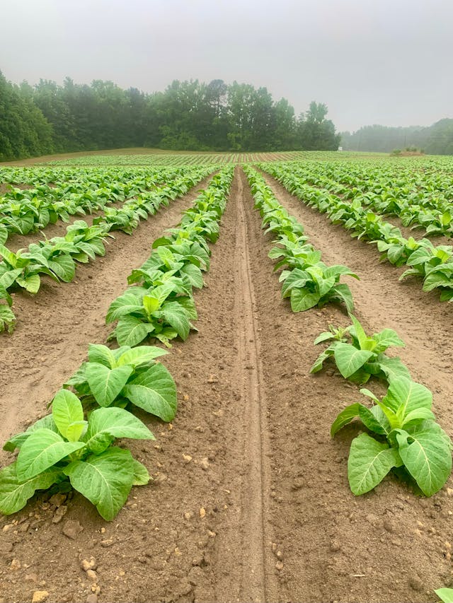 Philip Morris investe nei giovani agricoltori: nasce “Farming the Future” per un'agricoltura più sostenibile