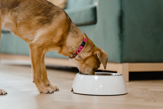 Pet food in crescita in Italia nel 2024: mercato oltre i 3,1 miliardi