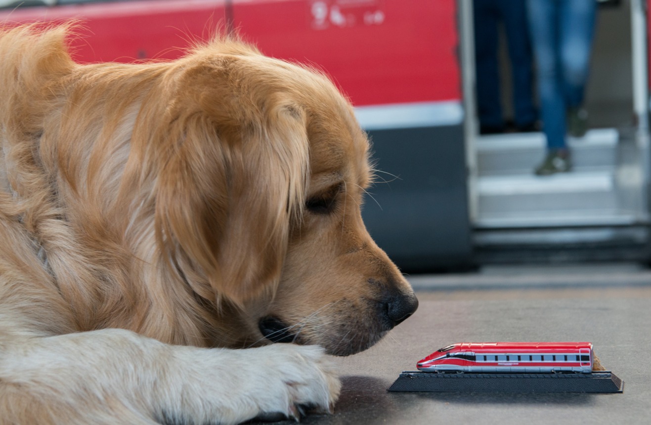 Trenitalia: cani gratis su Frecce e Intercity fino a settembre
