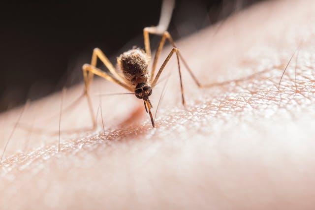 Aumentati in Cina i casi di virus chikungunya, adottare misure come quelle per il Covid